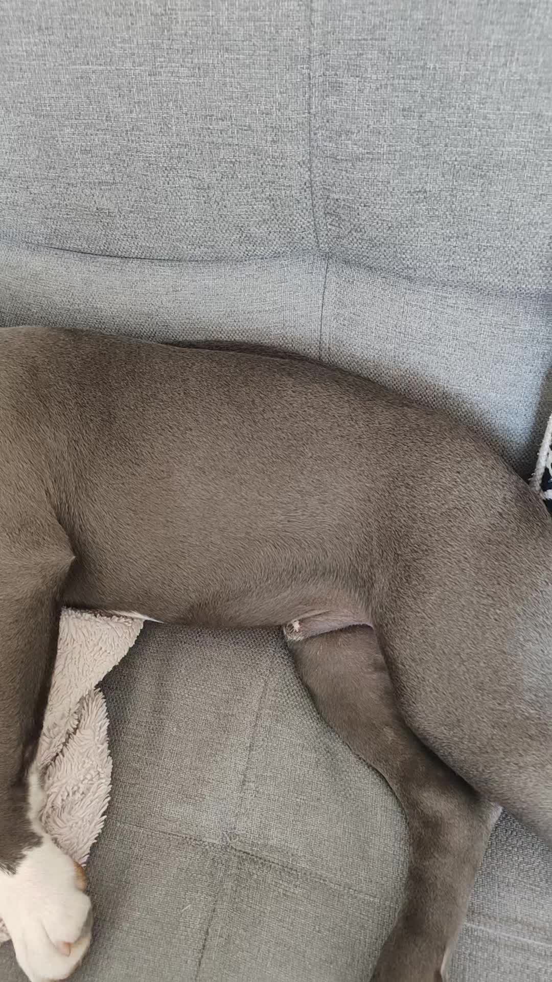 @Asko amstaff