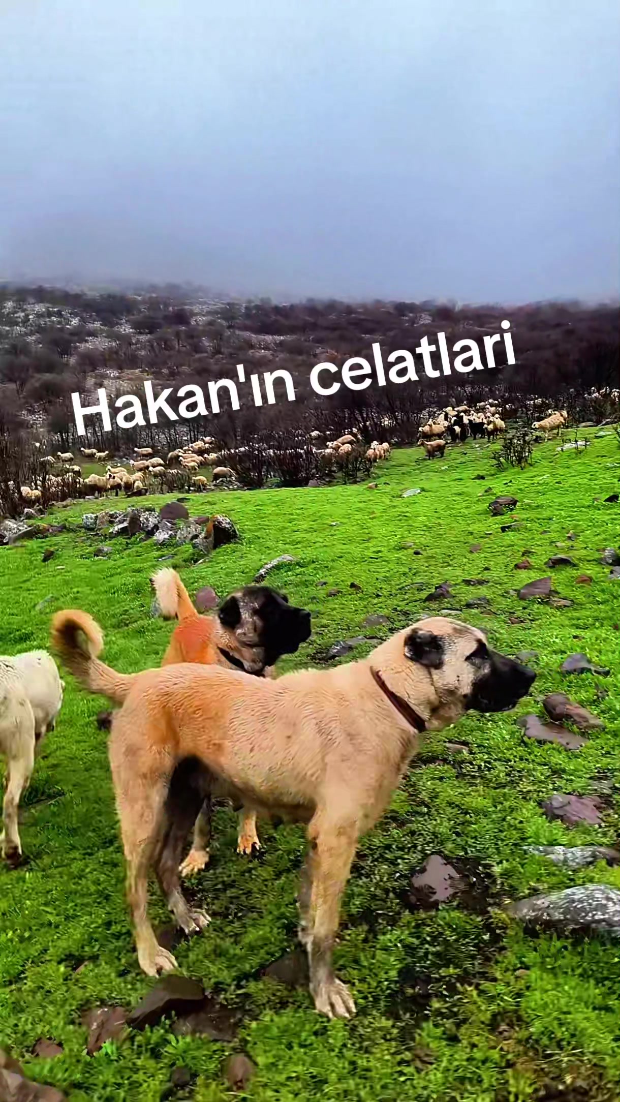 @Hakan demir ⁵&sup1; NİĞdeli ⁵&sup1;