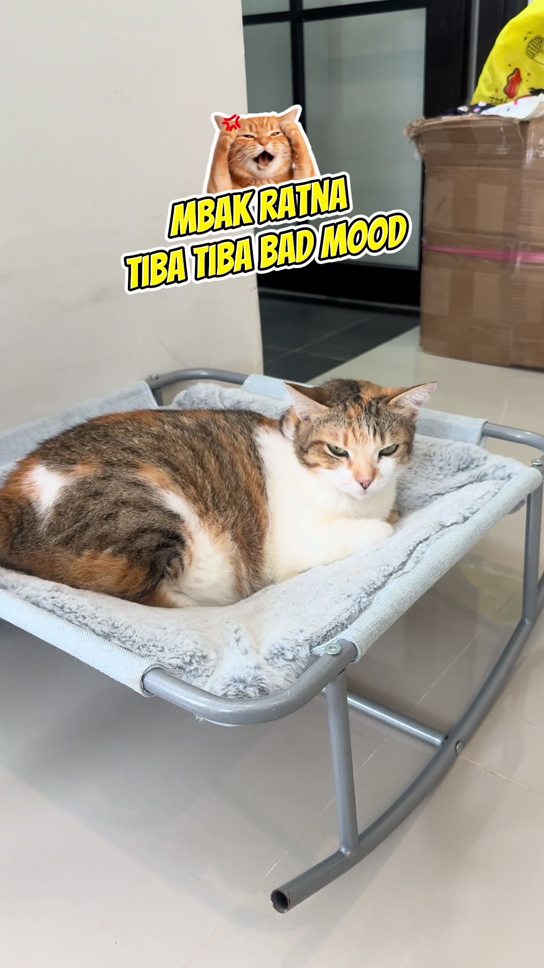 @Rapalguna | bapakkucing 🐱