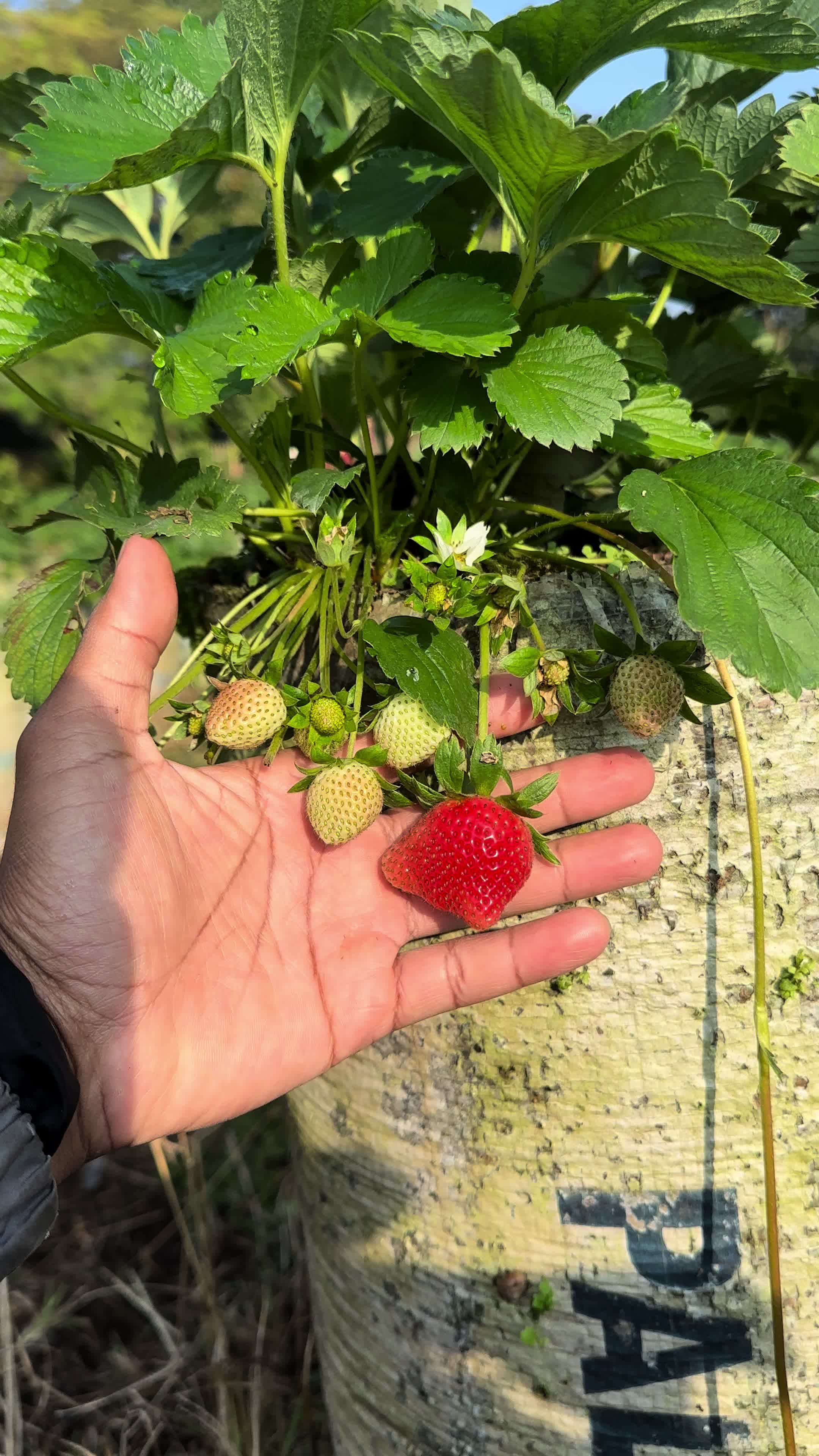 @Kebun8