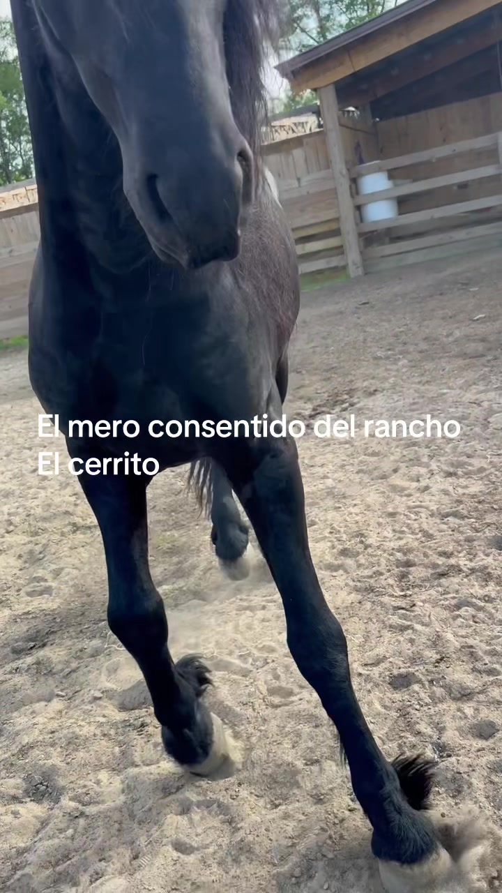 @peke
