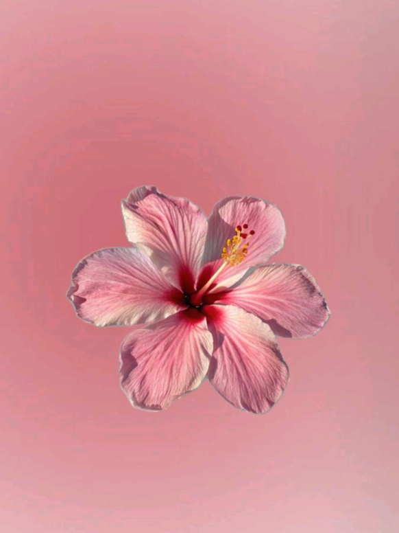 @ana ౨ৎ