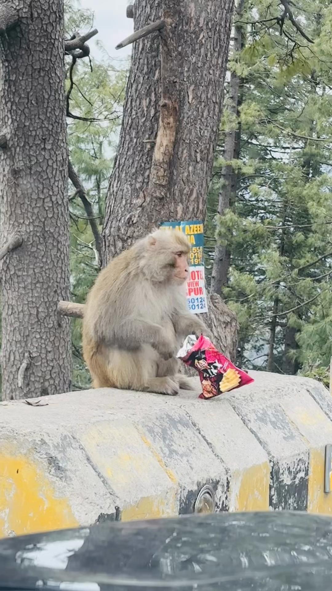 @𝐙𝐞𝐞𝐬𝐡𝐚𝐧🇵🇰
