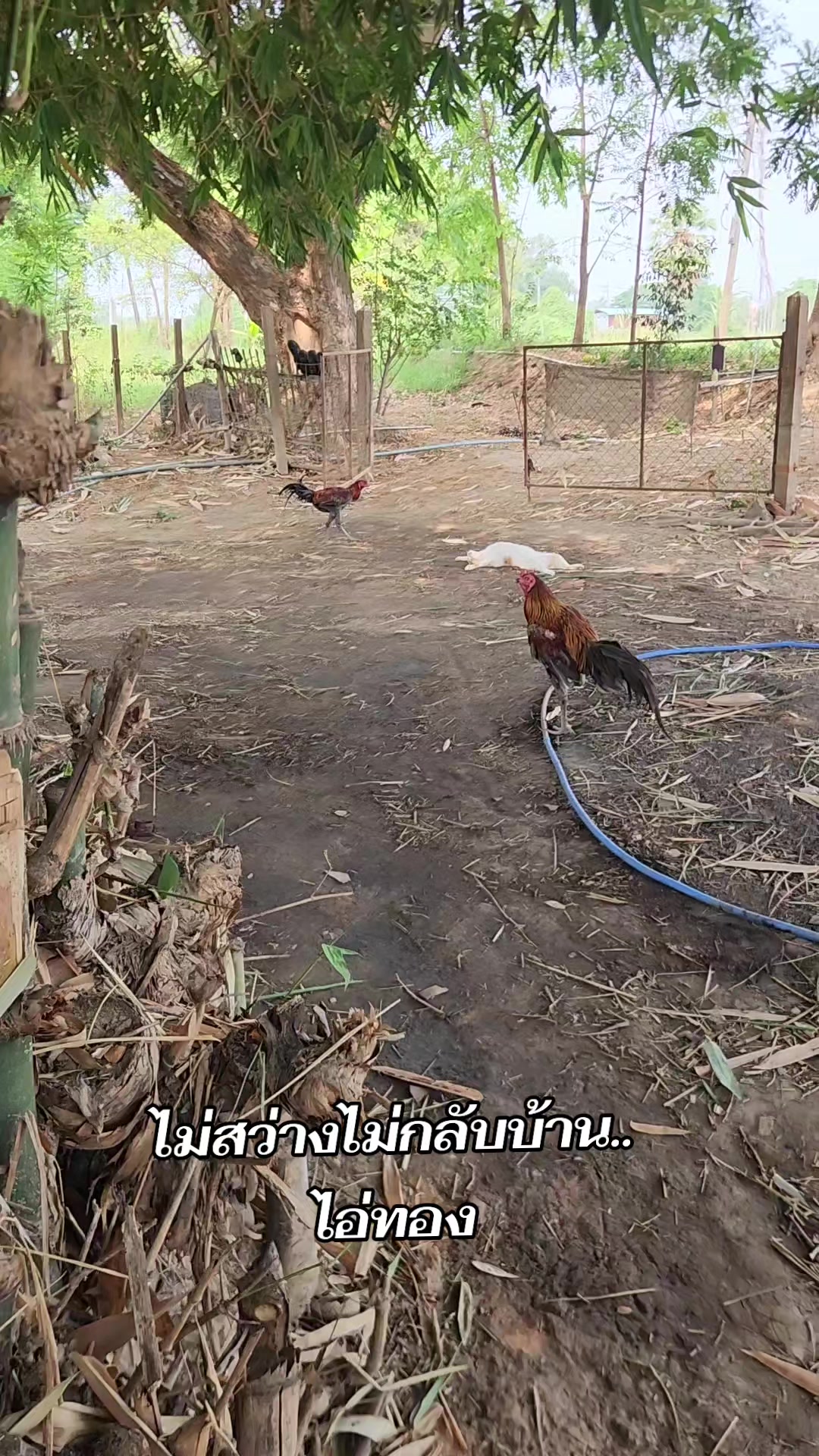 @แป๊ปซี่แมวของฉัน(ช่องใหม่),2
