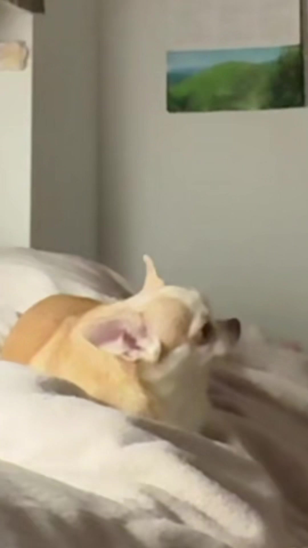@Лёлька🐈