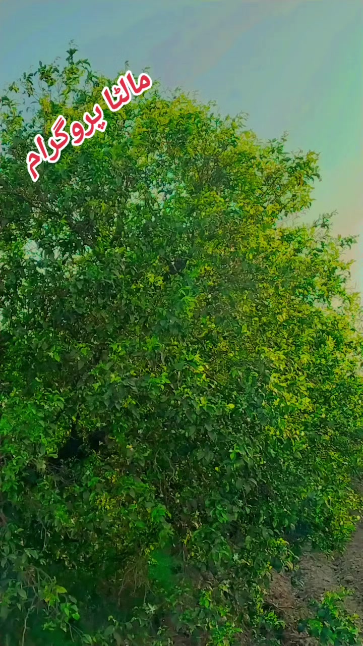 @🔥✨💯AbRar NiHalka🫀🌹