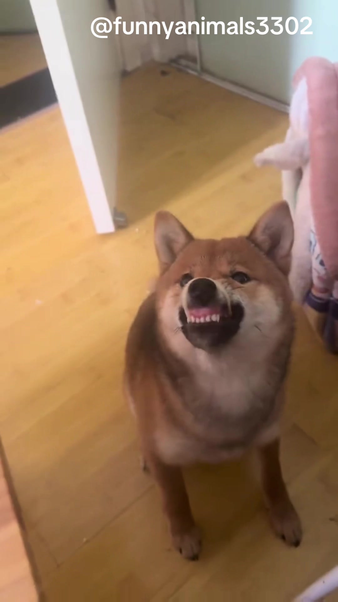 @FunnyAnimals