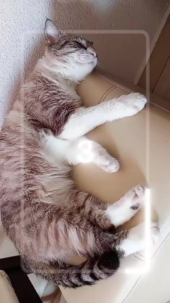 @｡✩░𝖄𝖆𝖔 𝖈𝖒𝖘𝖒░✩｡
