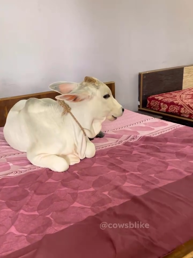 @cows_b_like