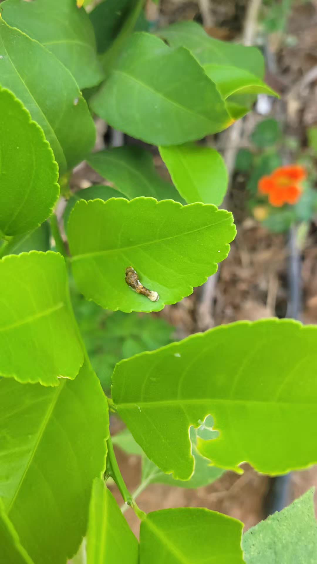 @botani_core