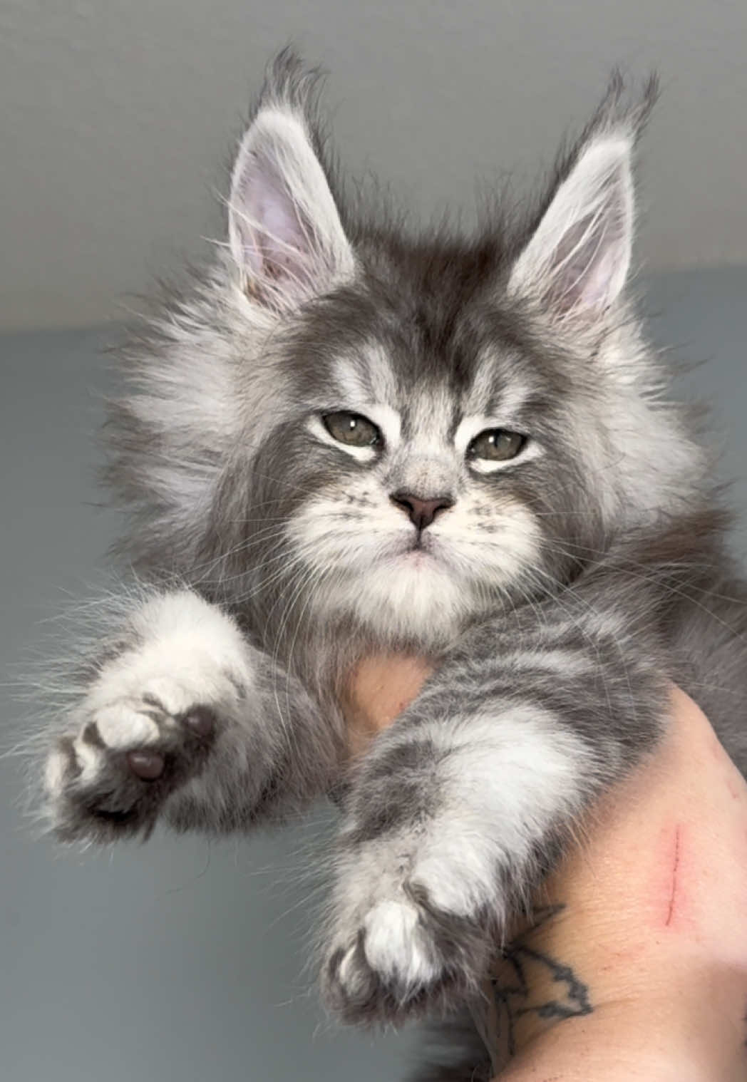 @MidwestGiantsMaineCoonCattery