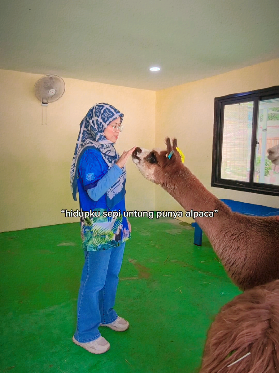 @Walin Fat Cat