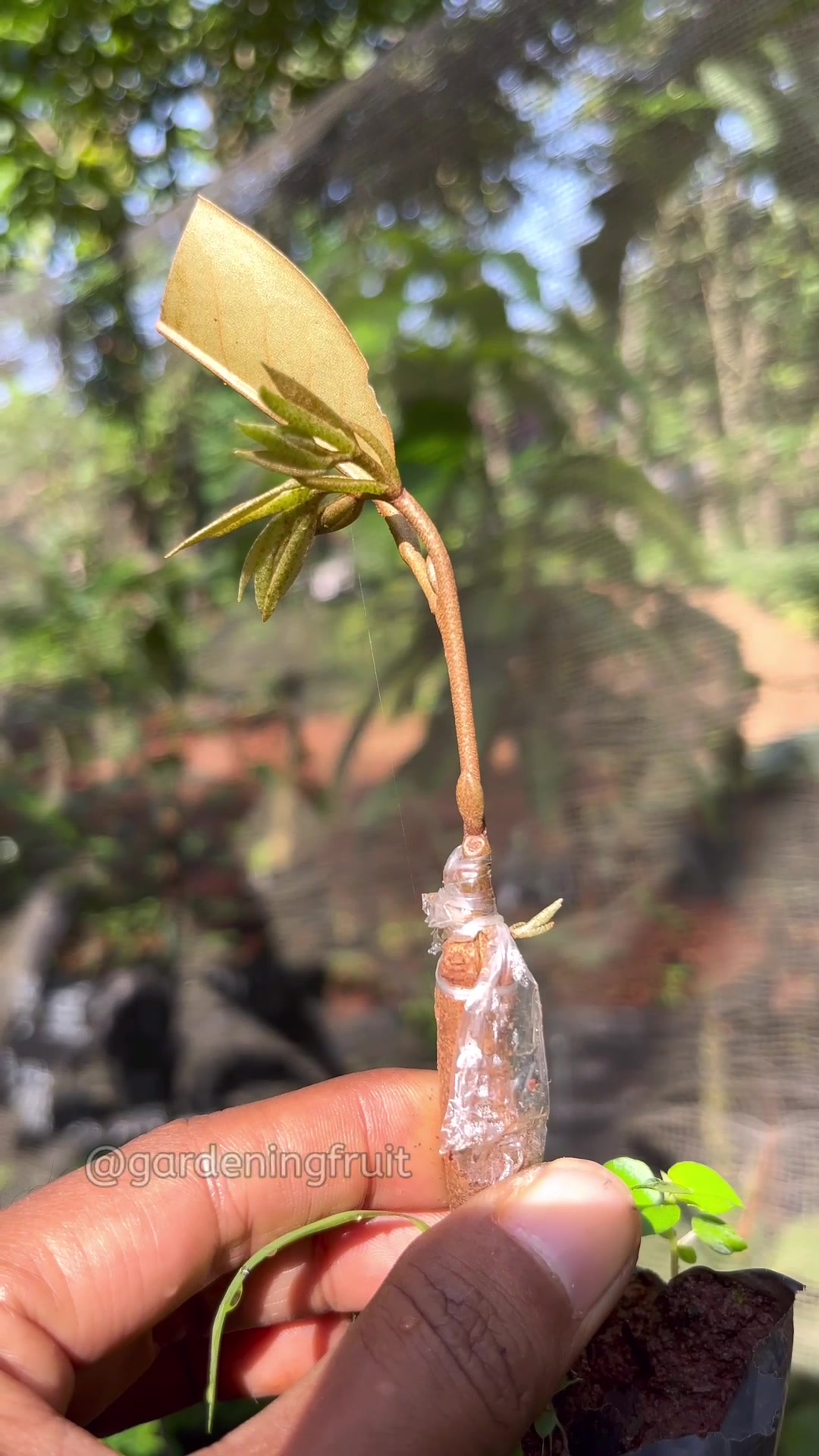 @GardeningFruits