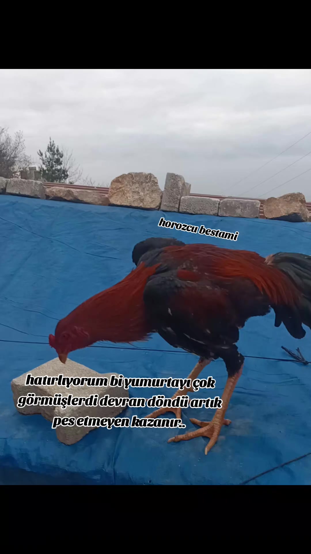 @horozcu_31