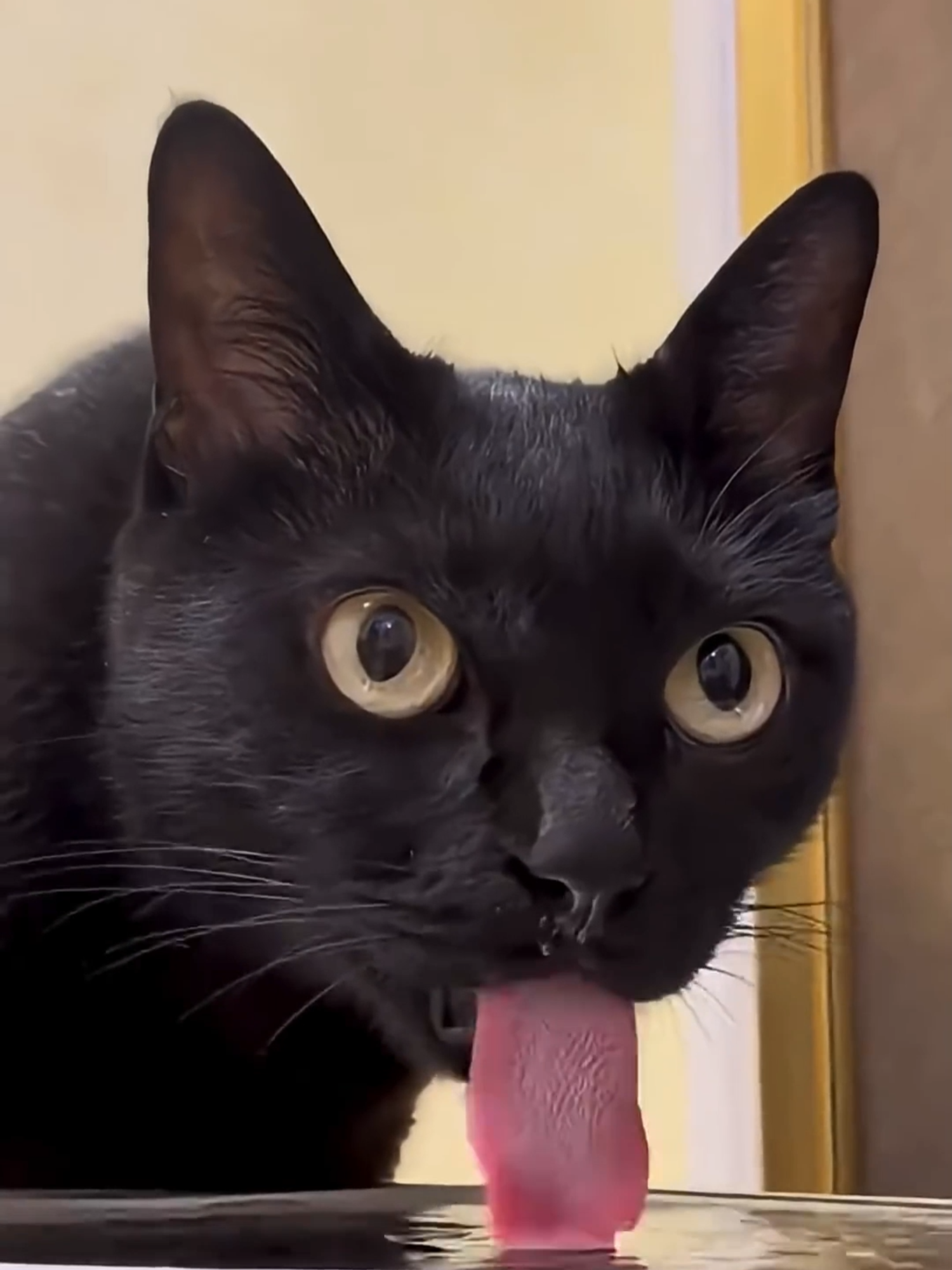 @Funny Cats 🐈