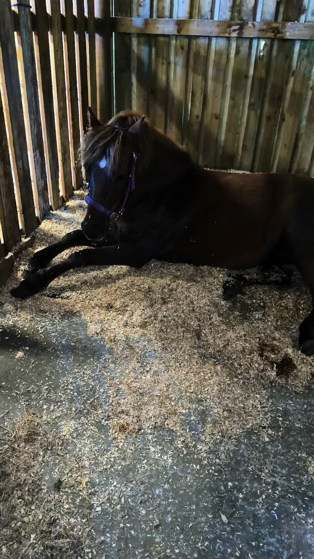 @horsetiktoc