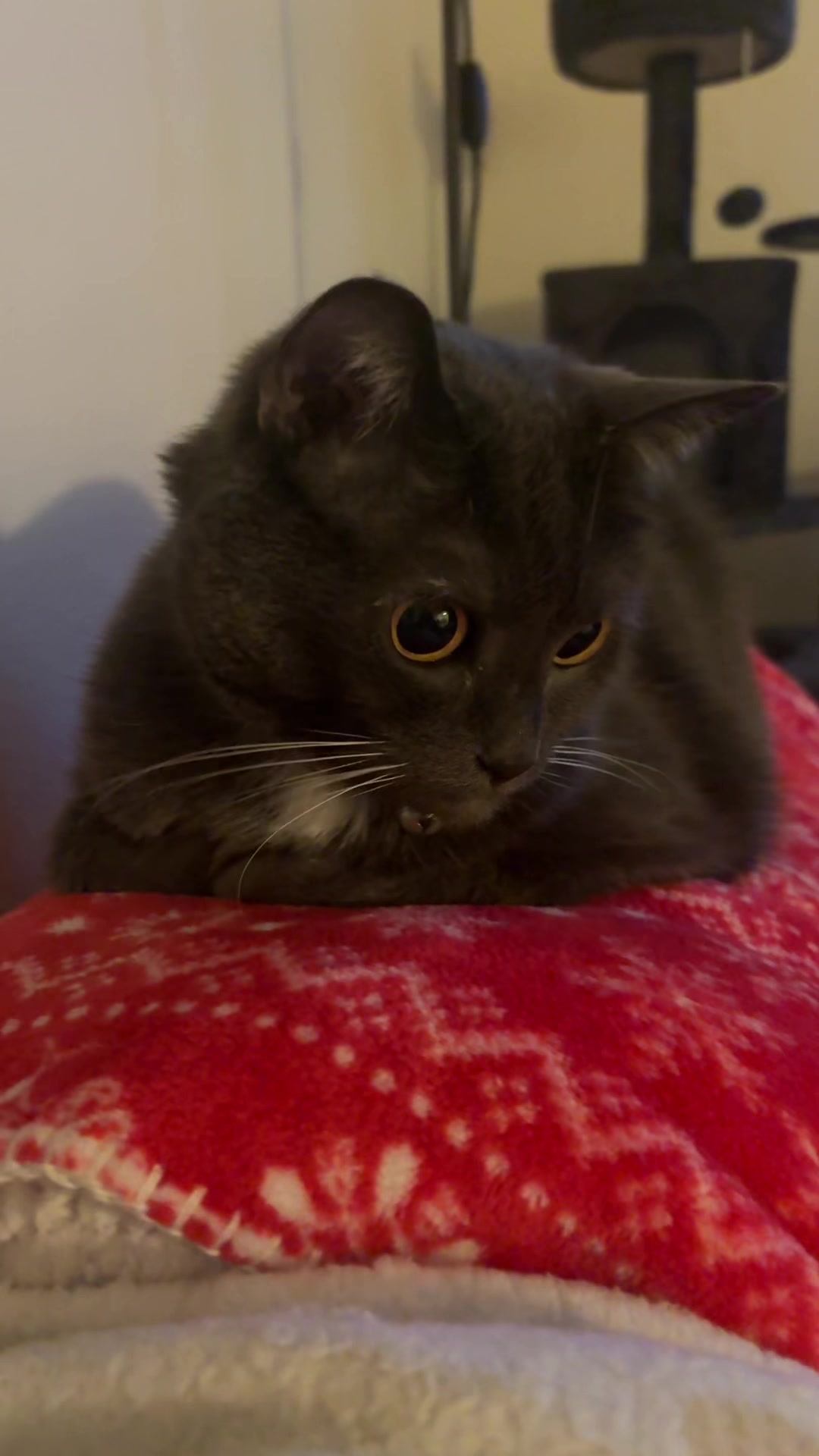 @zeldathecutecat