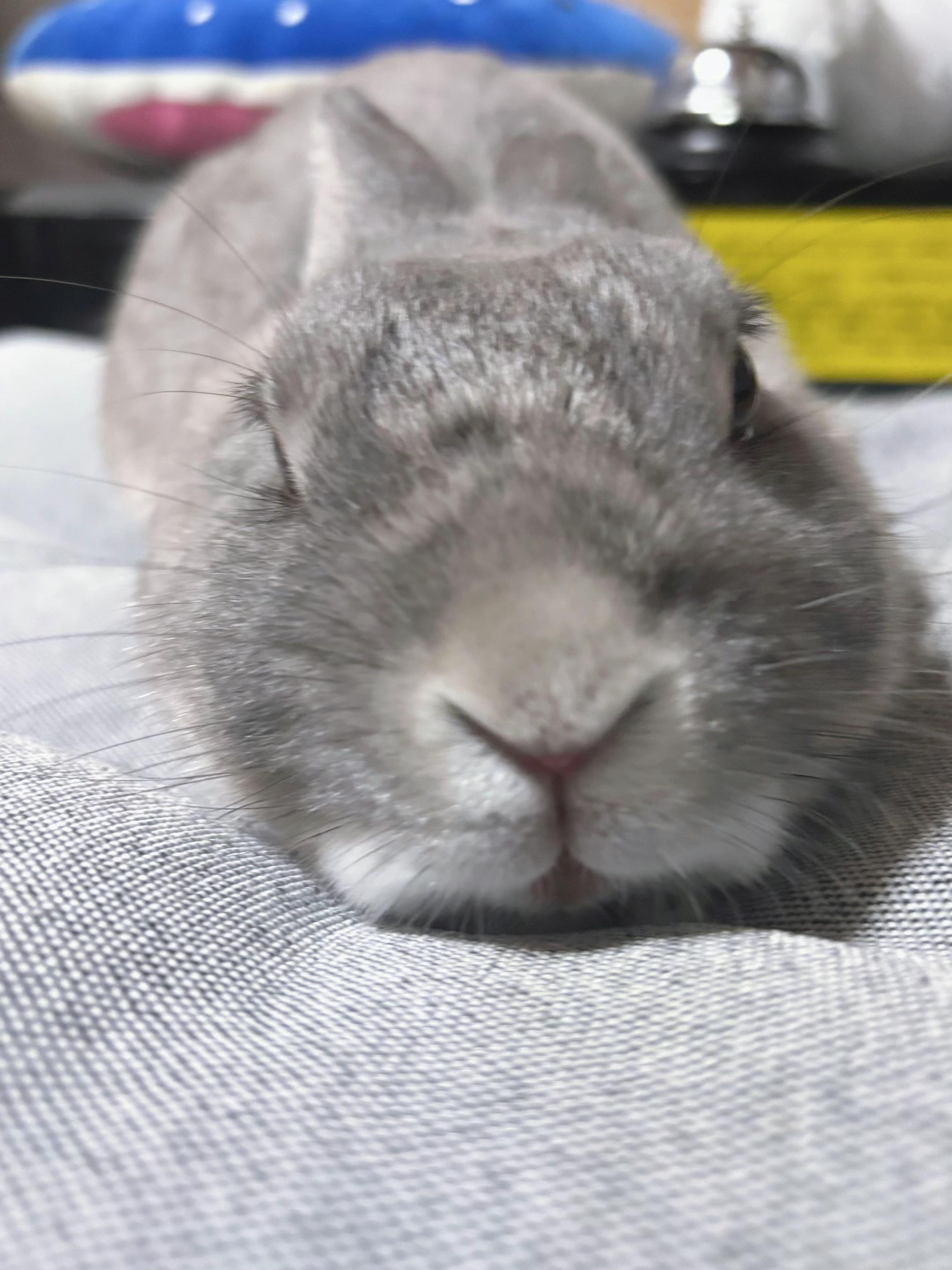 @🍏みどりんご✌️なずなのだ🍏🐭🫐