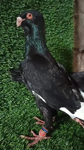 @أمين سلات