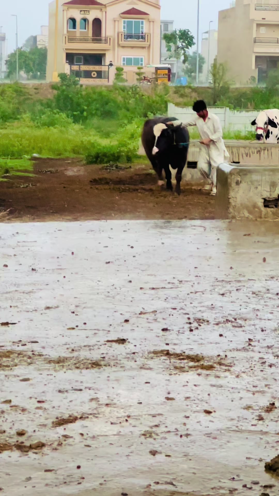 @Jutt Dairy Farm