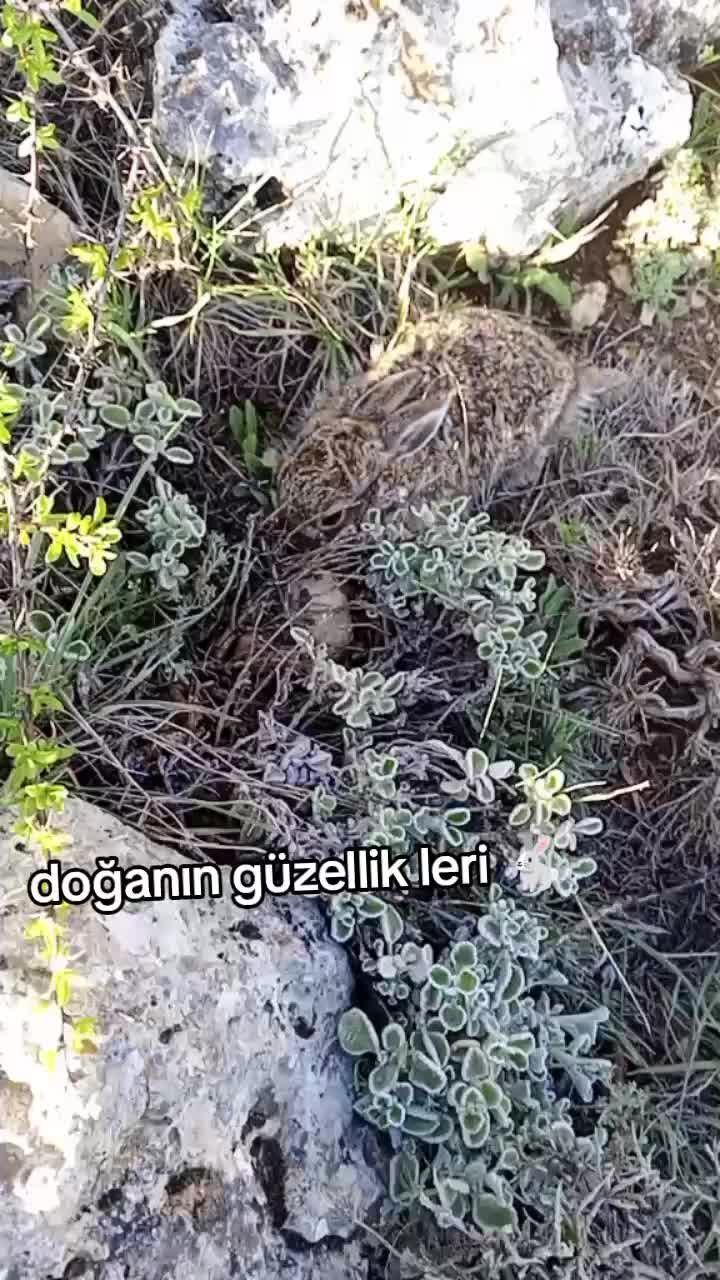 @Gara &ccedil;ocuk33🇹🇷