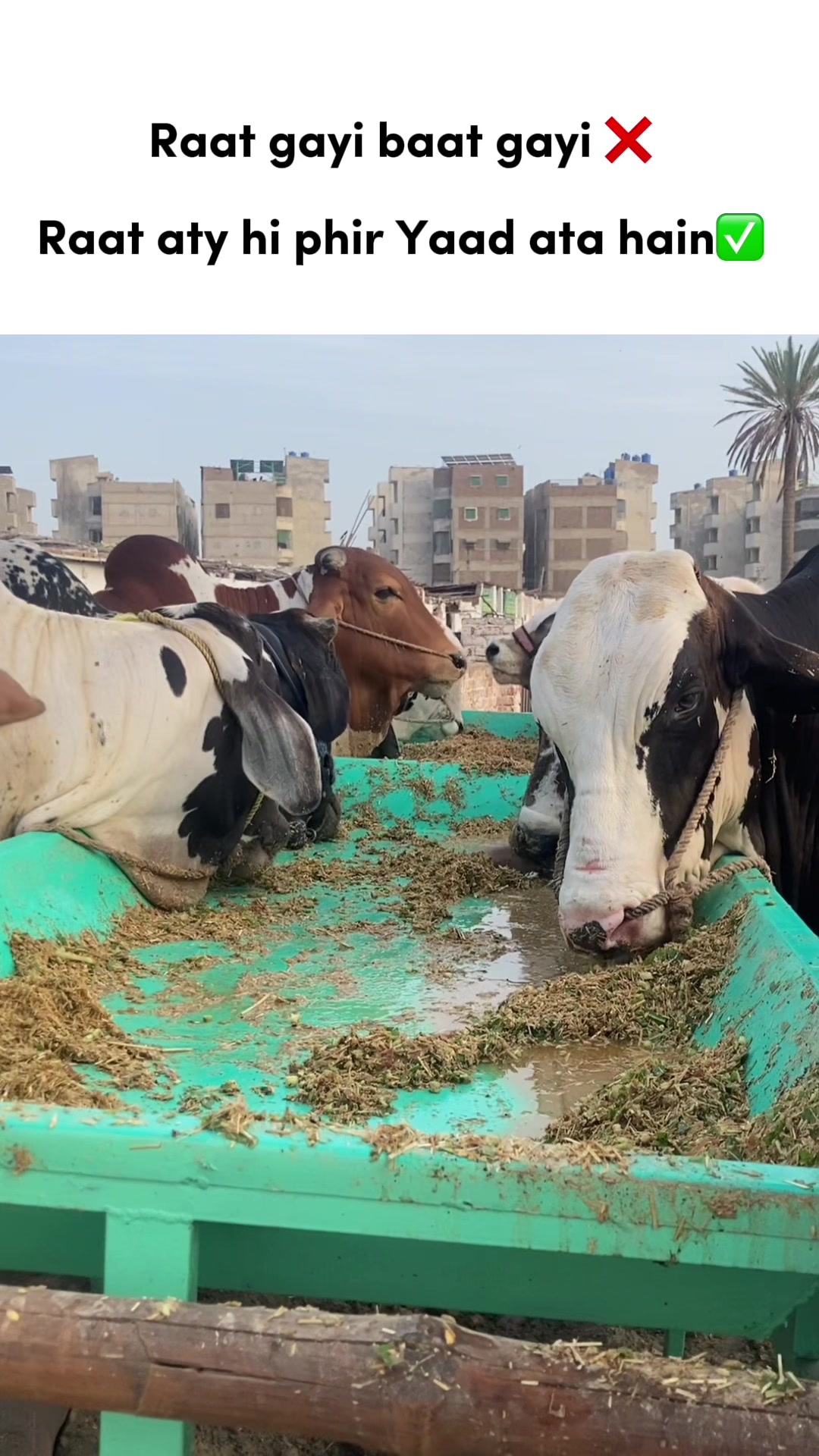 @cattle update Hyderabad