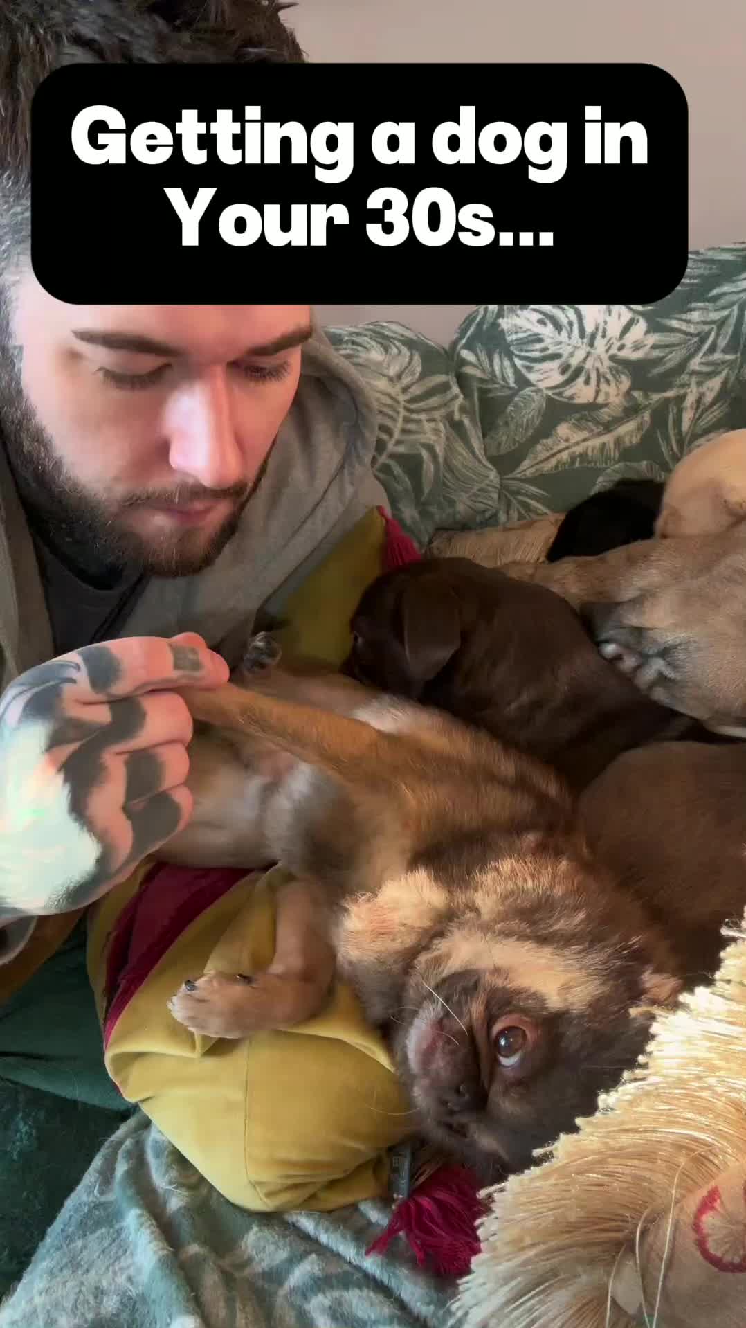@ChilliThePug