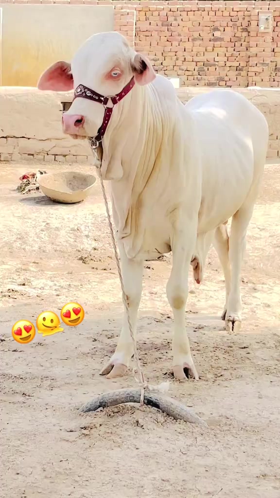 @tiktok.com/@falakshar3244