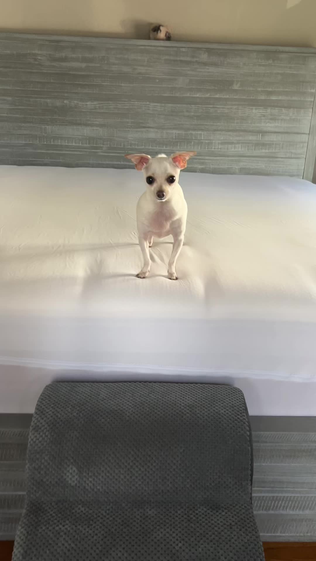 @TBD the Rescue Chihuahua