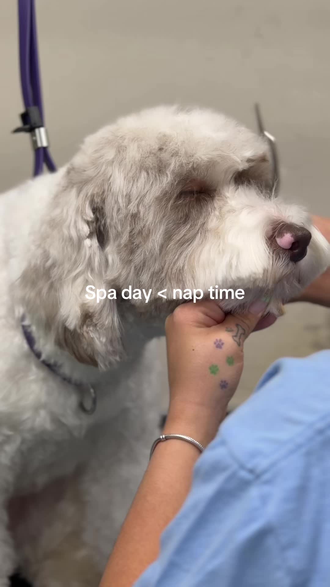 @Biscuits & Bath | Dog Retreat