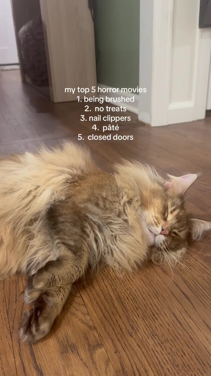 @Theo & Ember 🐈🐈⬛