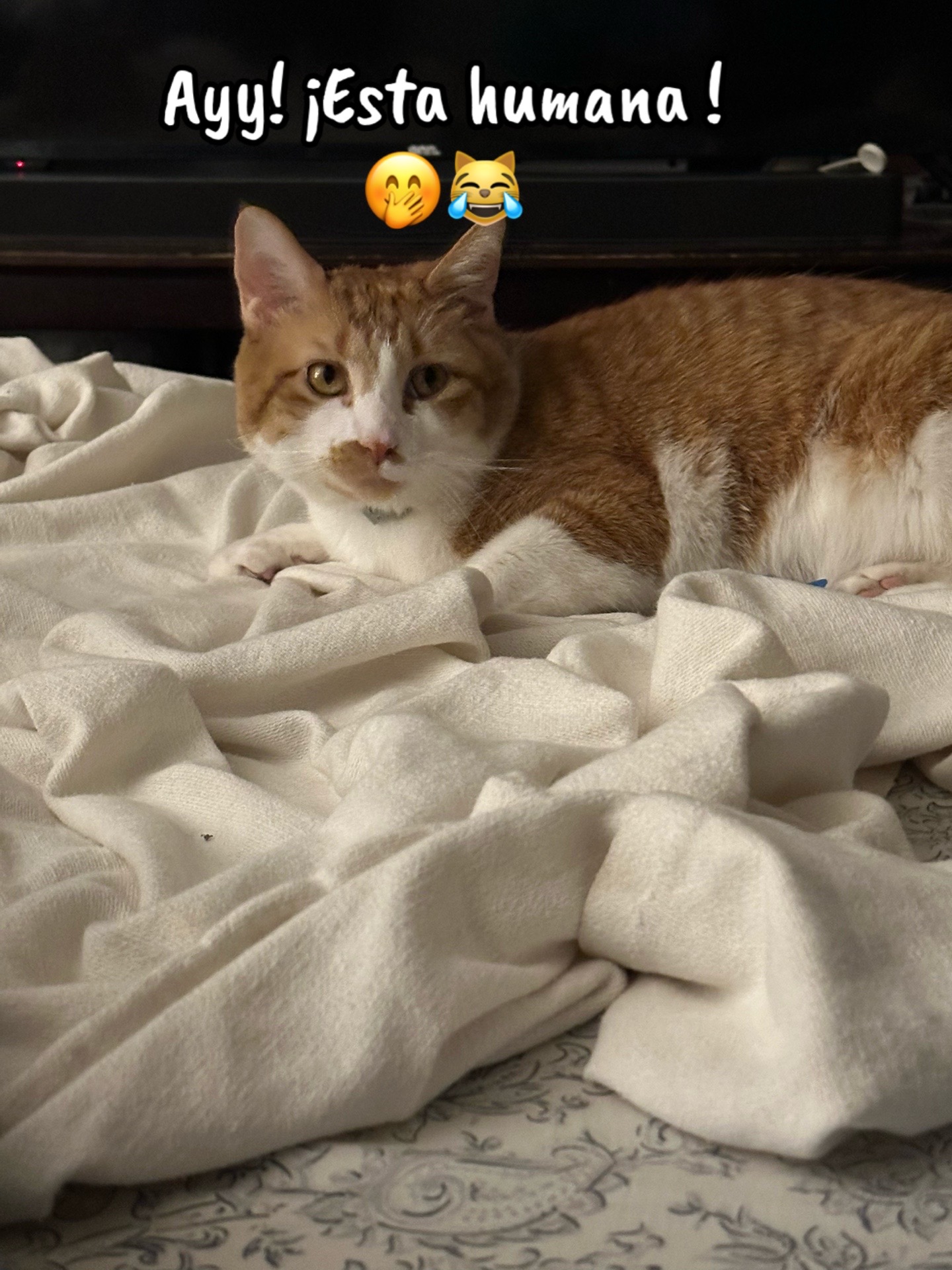 @🐾✨SNELBOY😻😽😸😸😸🐕🐕🧡✨