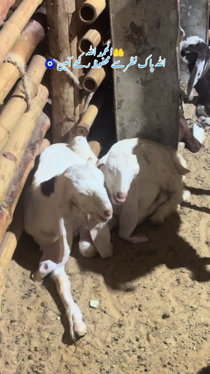 @MAJESTIC CATTLE & GOAT FARM