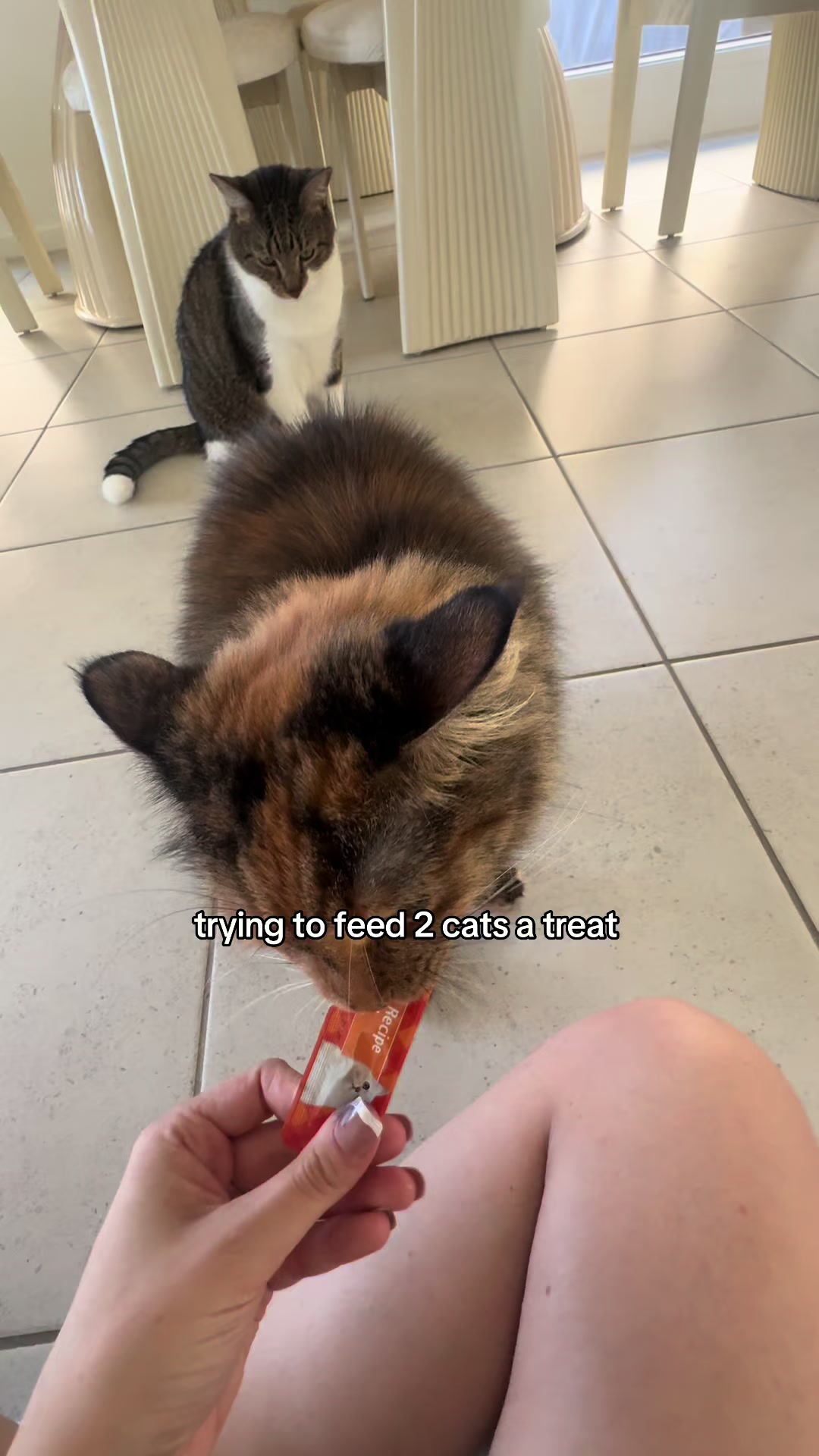 @𝖏𝖆𝖈𝖎𝖓𝖙𝖆 🐈&zwj;⬛