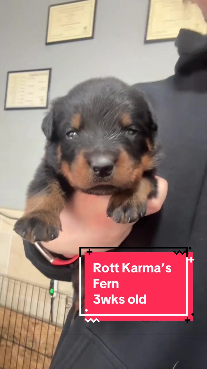 @Rott Karma Kennels LLC