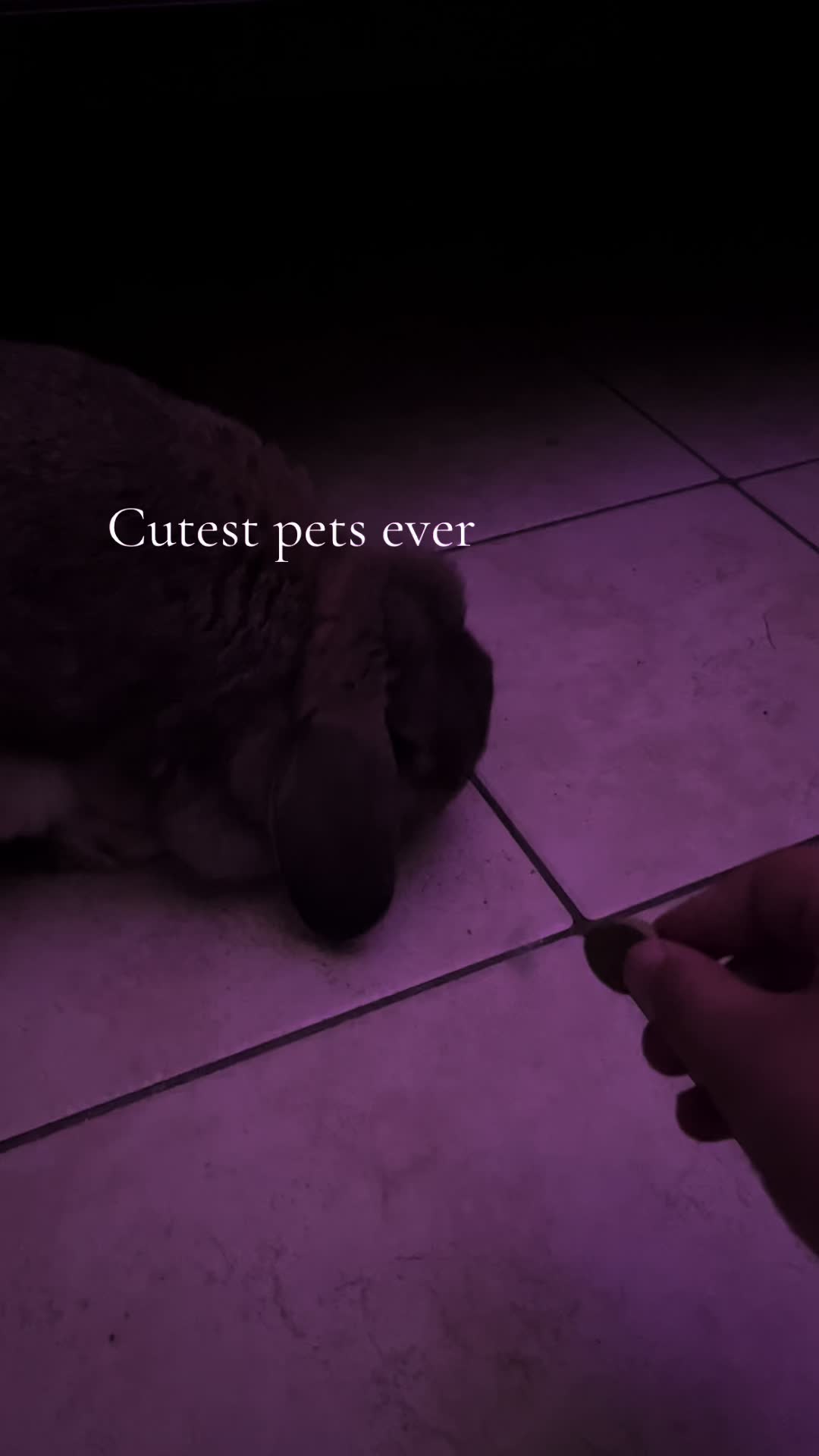 @Fadedbunny69
