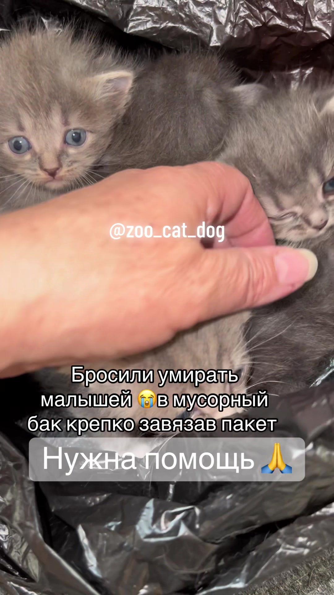 @zoo_cat_dog