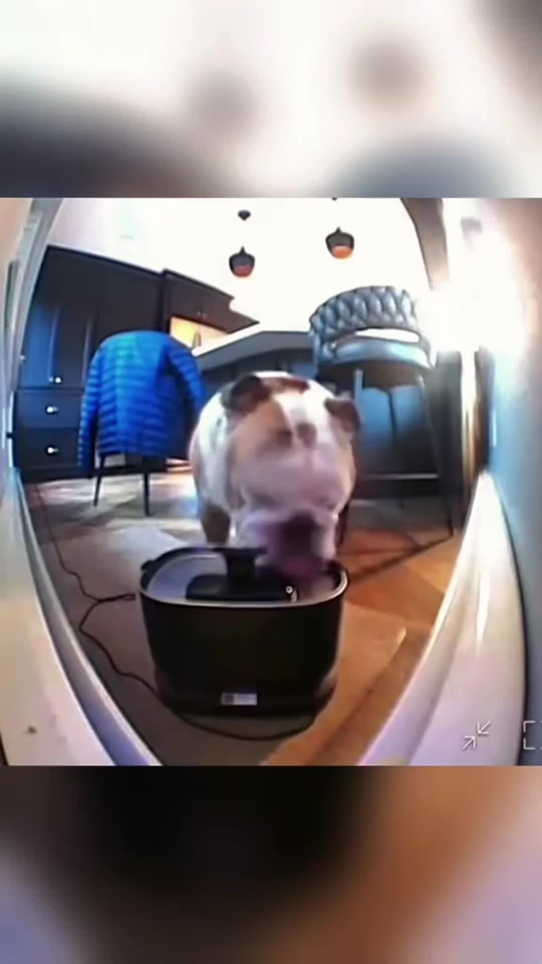 @FunnyAnimals