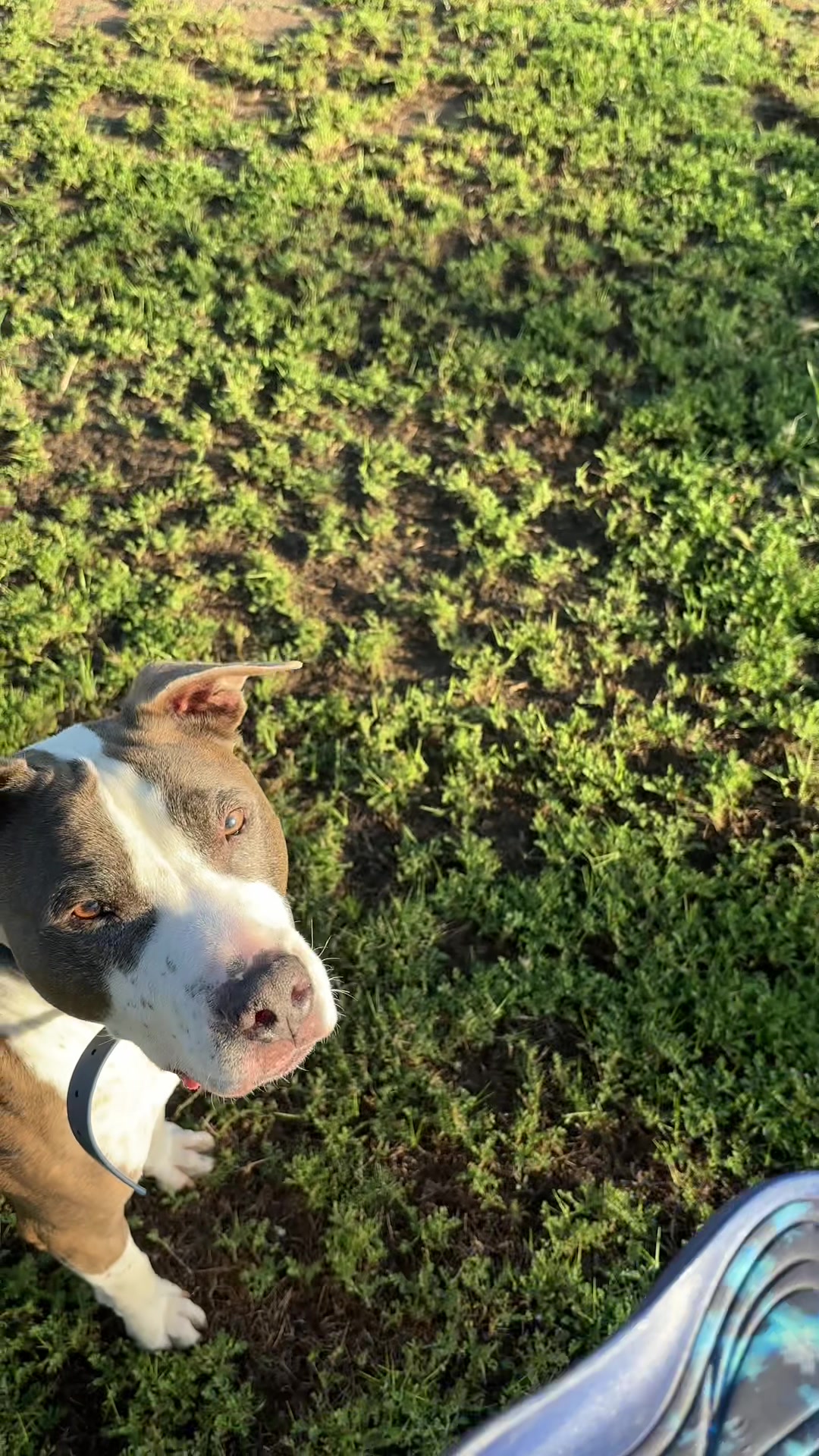 @caponethepitty