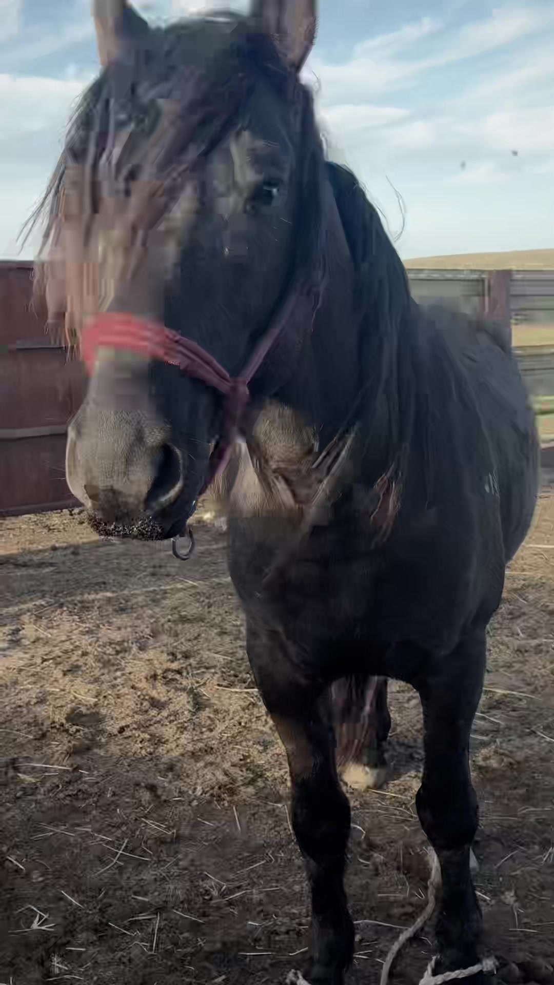 @KH KAZ_ULAN🐴