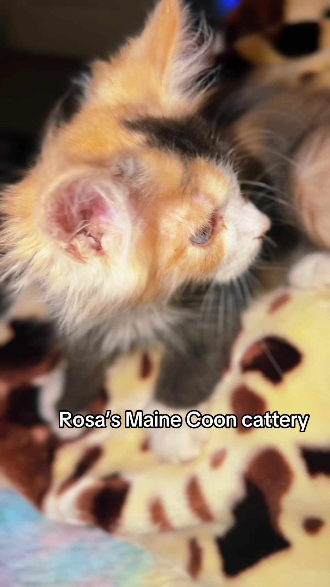 @Rosa&rsquo;s maine coon in Texas🧛