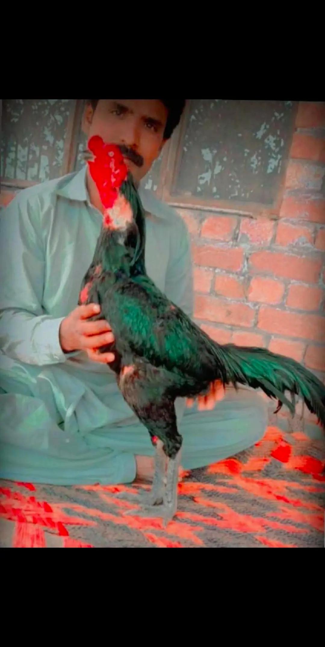 @👑چوھدری عمران صاحب🦁