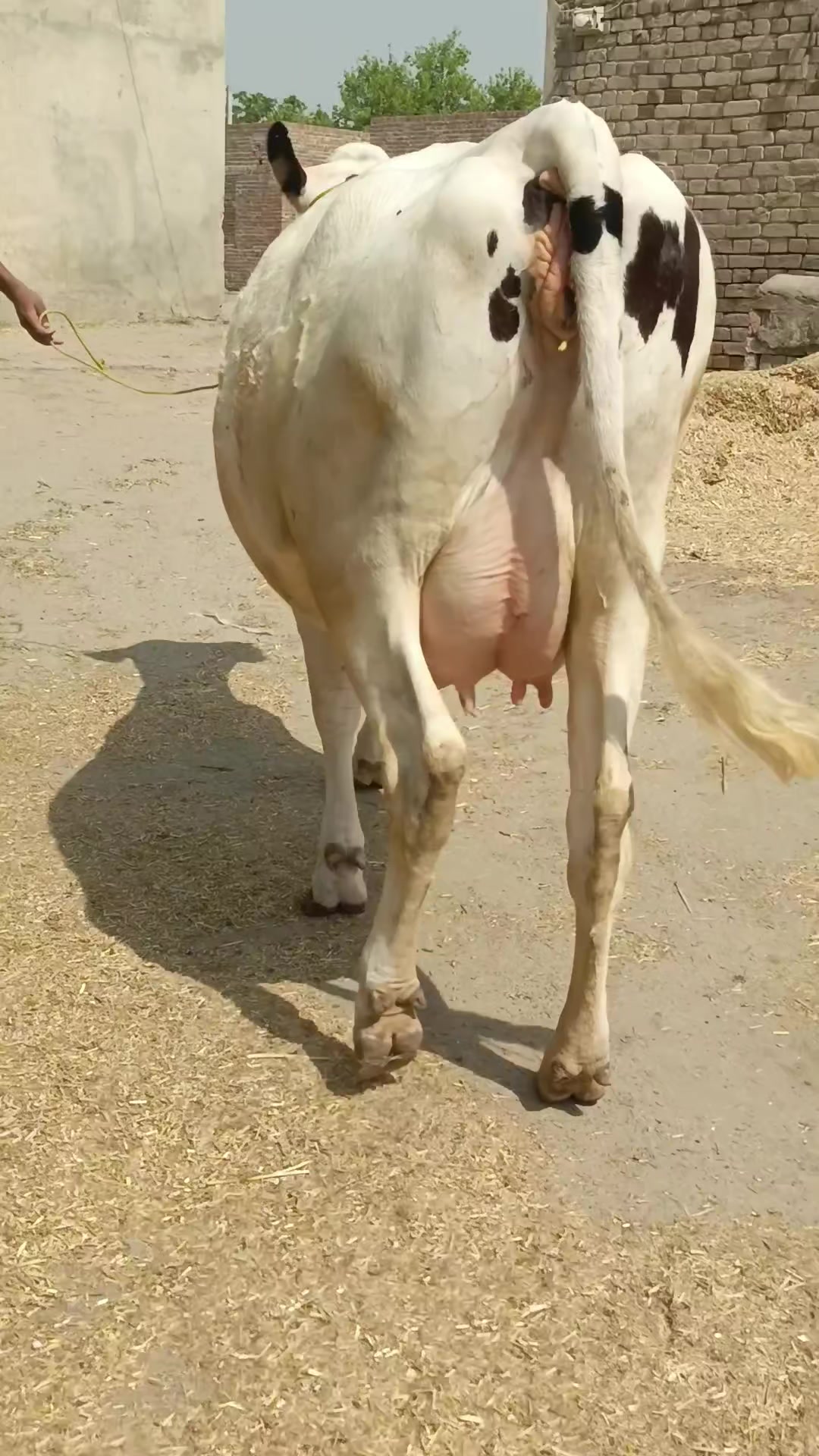 @Usmandairyfarmlayyah