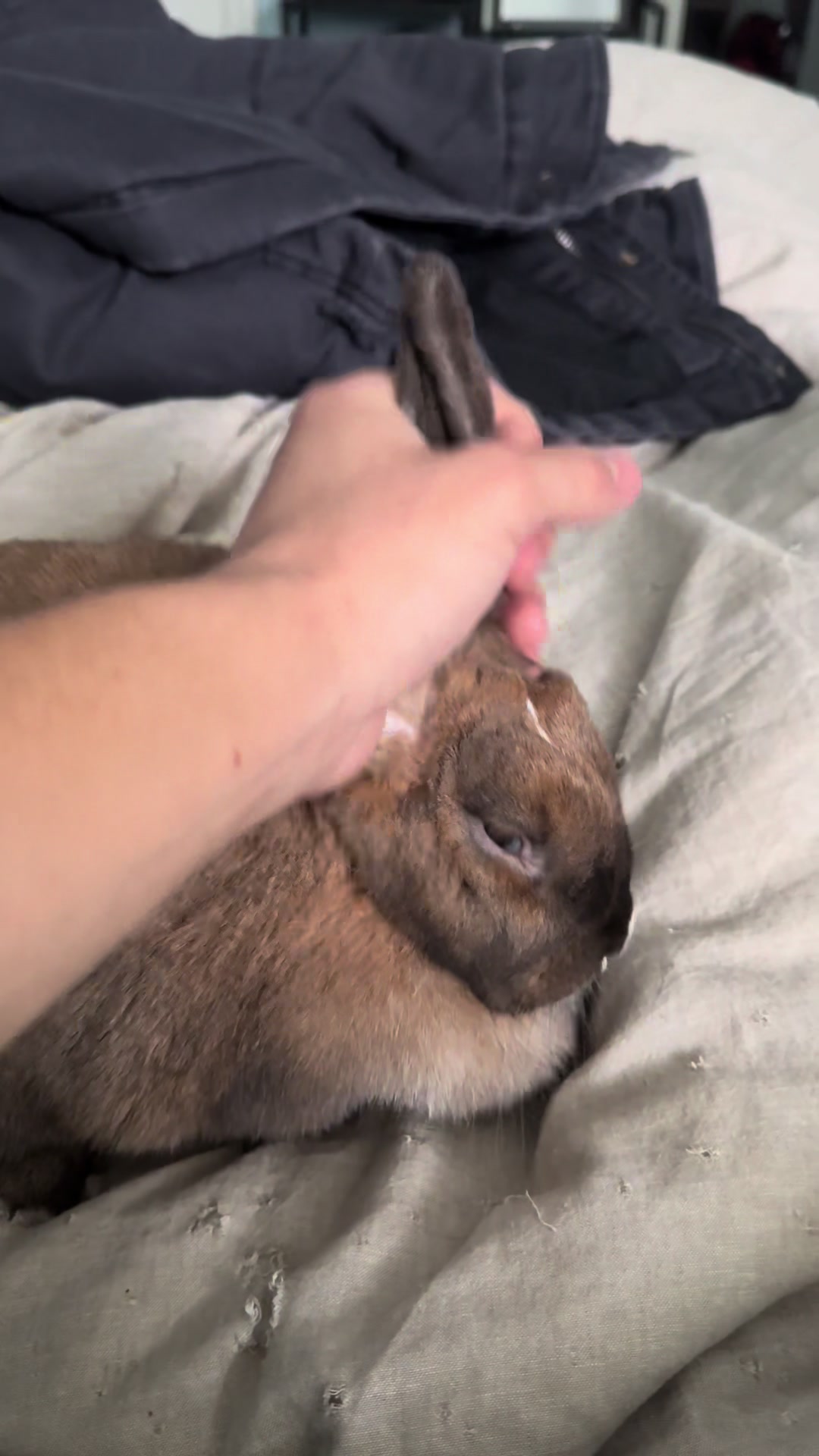 @honeythebunny24
