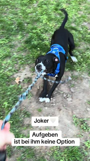 @Joker & Diva