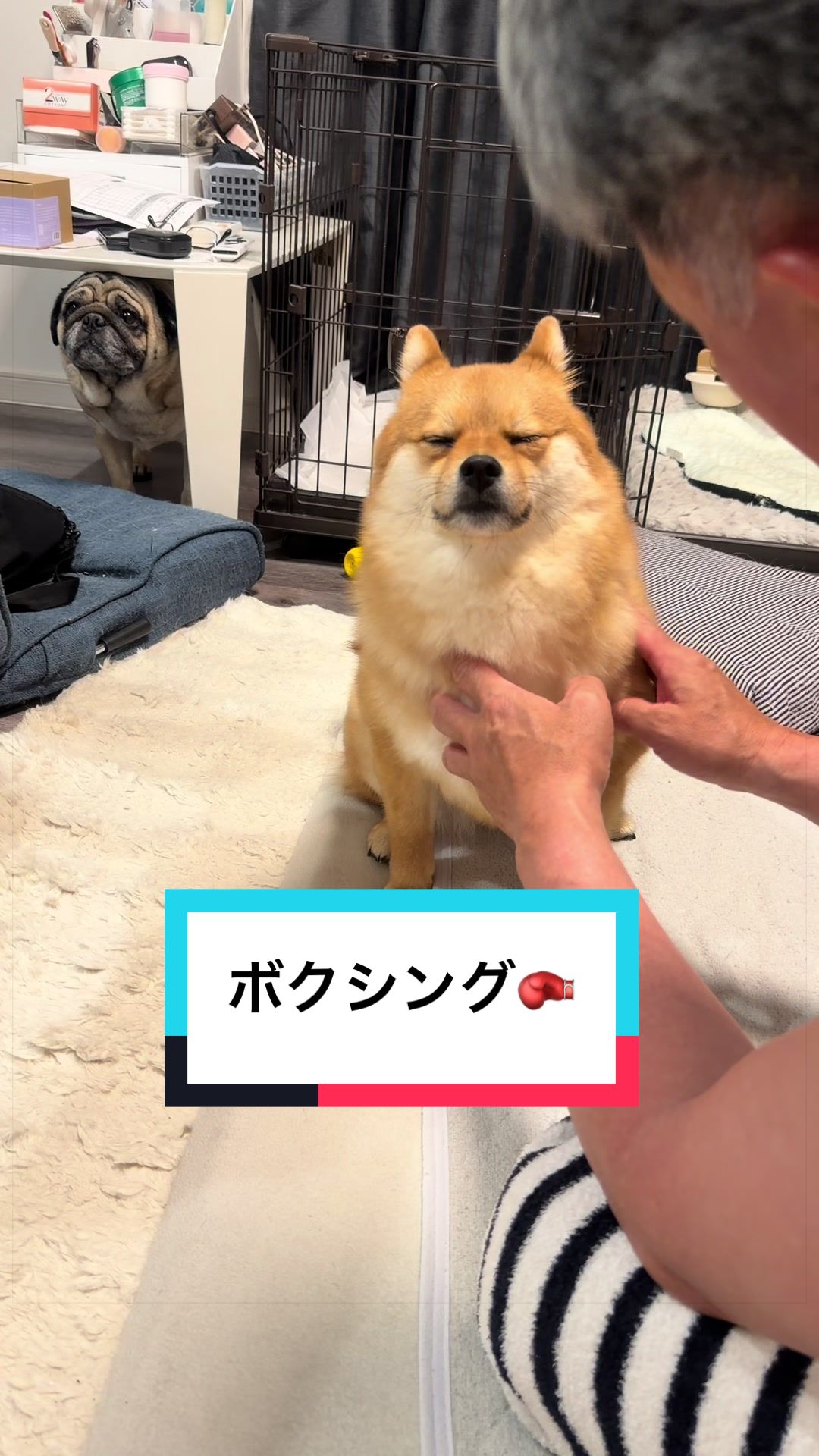 @🐶とん&ぺっぺこぺー🦊
