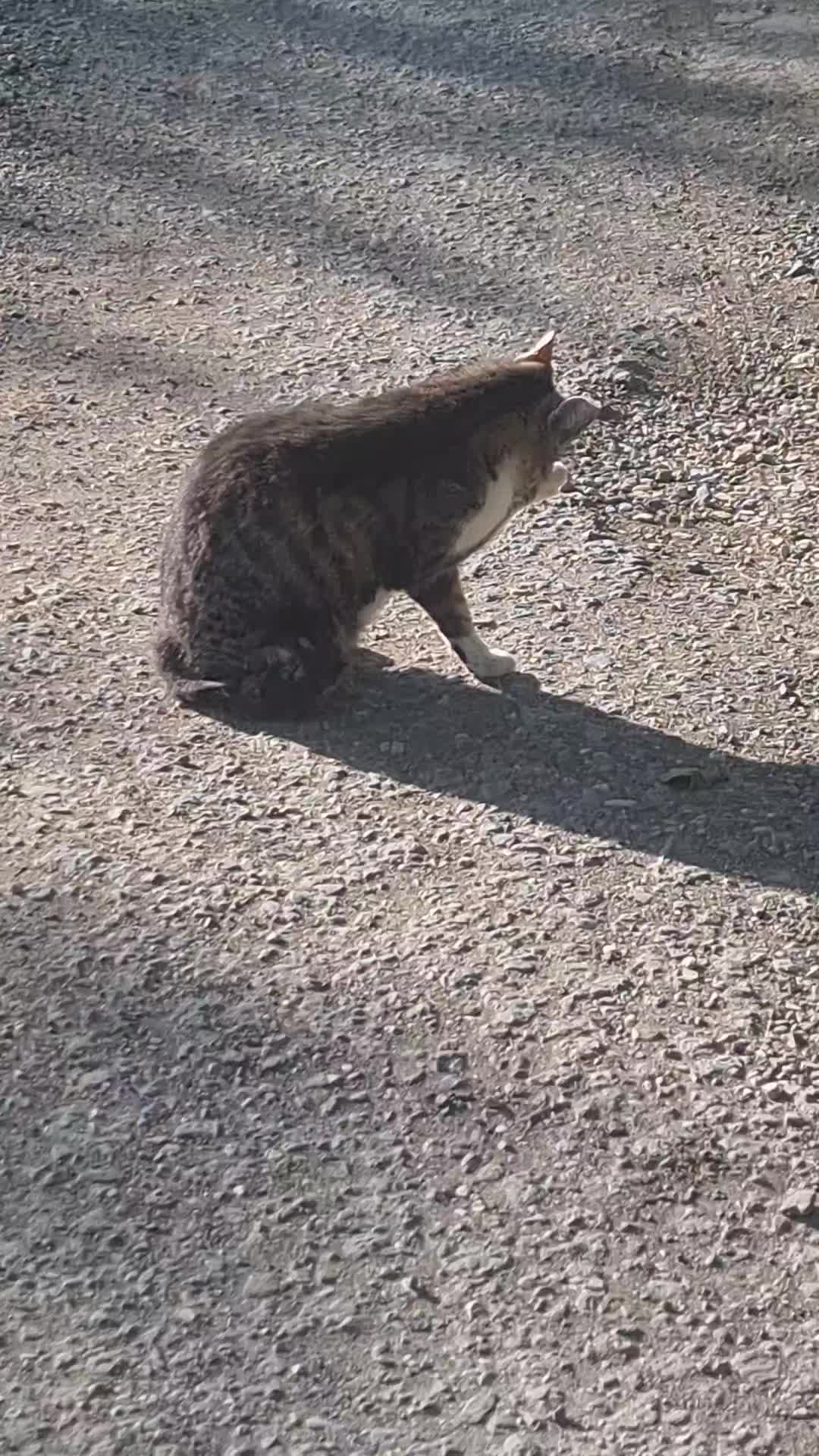 @Cat World