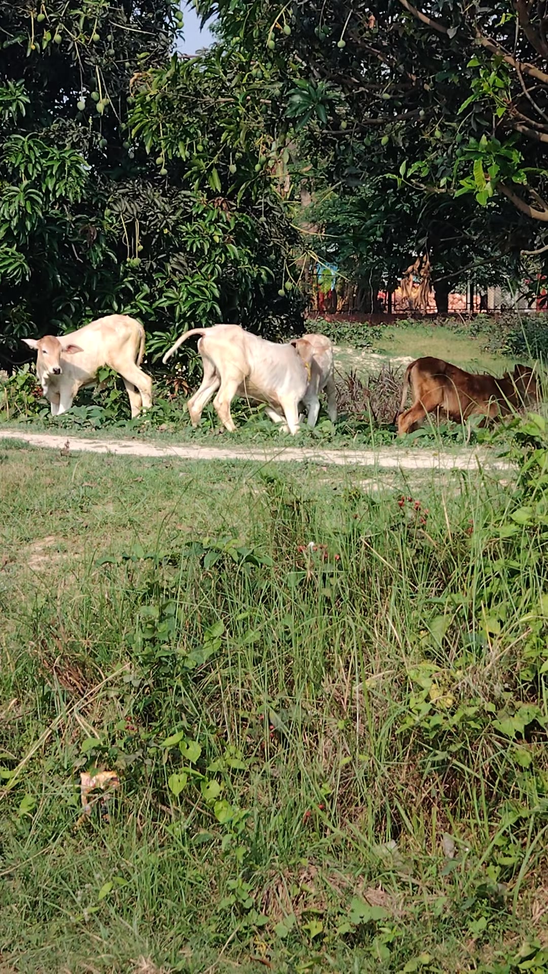 @mp kushwaha