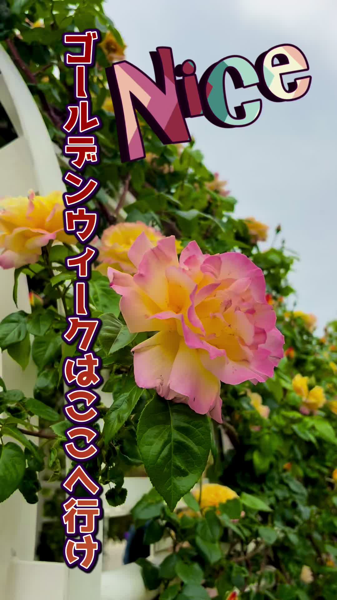 @ぱぴぷり