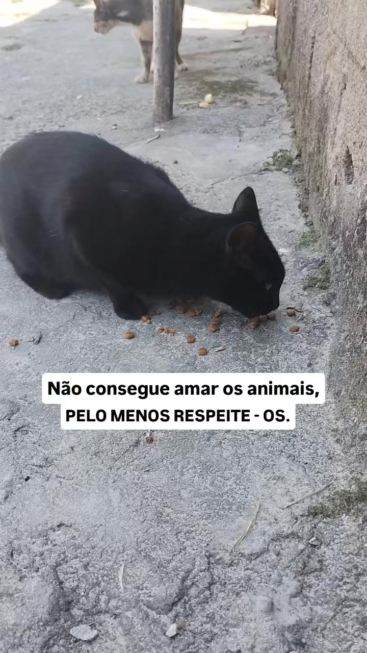 @med.vetmonicaalves